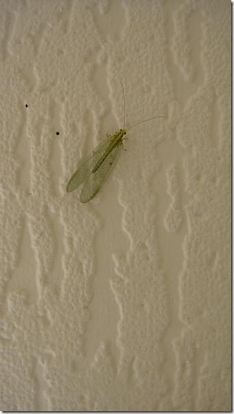 2009-04-03 11-19-22_3