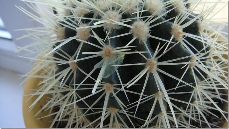 2009-04-03 15-24-12_13