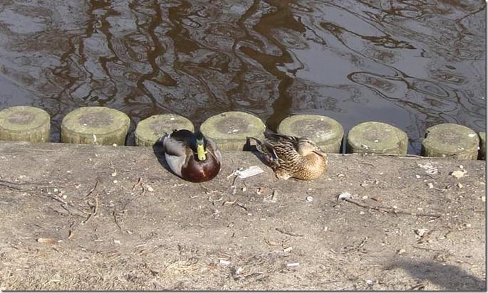 2009-04-04 14-40-44_27