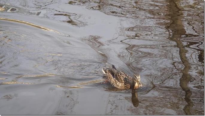 2009-04-04 14-42-28_32