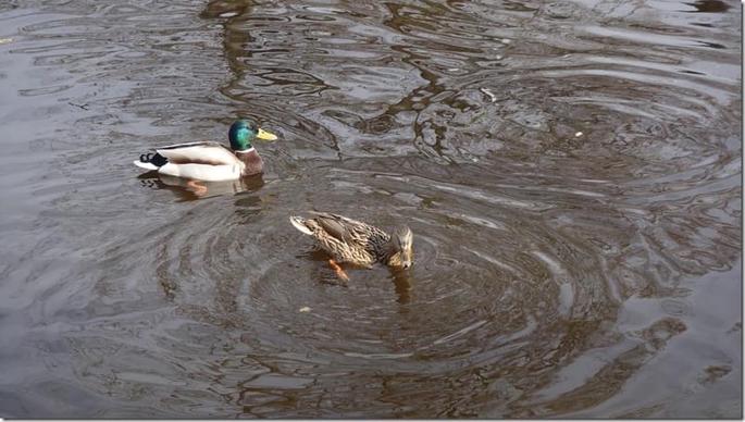 2009-04-04 14-45-21_36