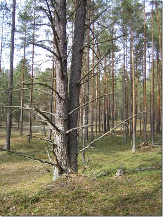 2009-04-19 15-51-34_0023