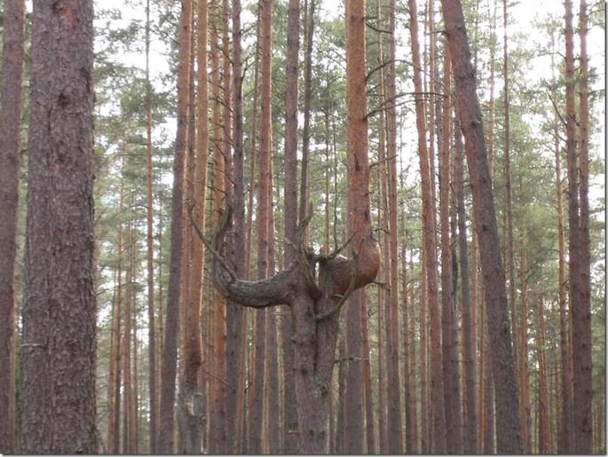 2009-04-19 15-55-56_0025